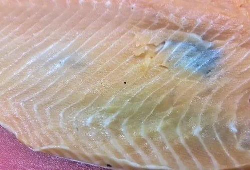 三文鱼最新爆料图片,揭秘神秘海域的珍稀品种